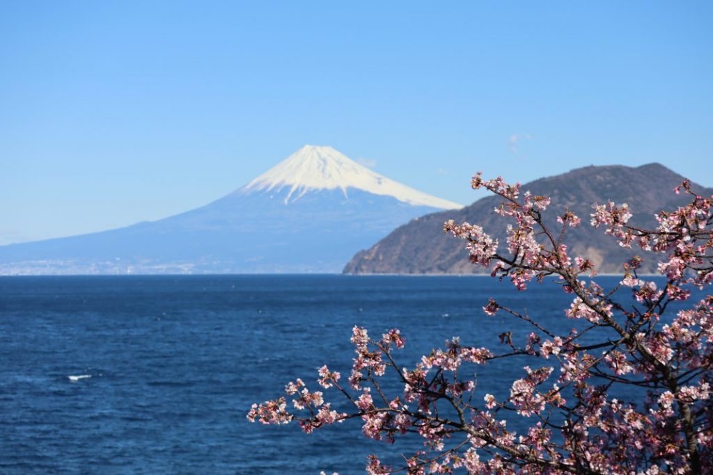 雲見海岸富士山と桜