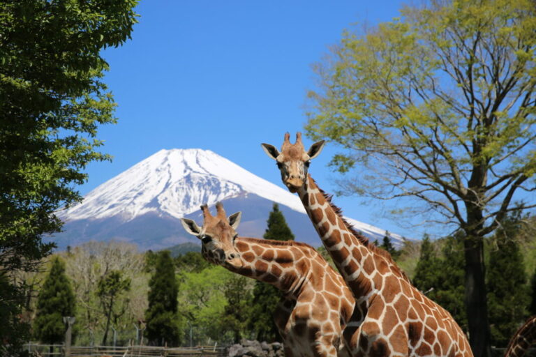 富士サファリパーク　富士山麓標高850ｍに広がる動物と触れ合えるあの有名な施設の楽しみ方