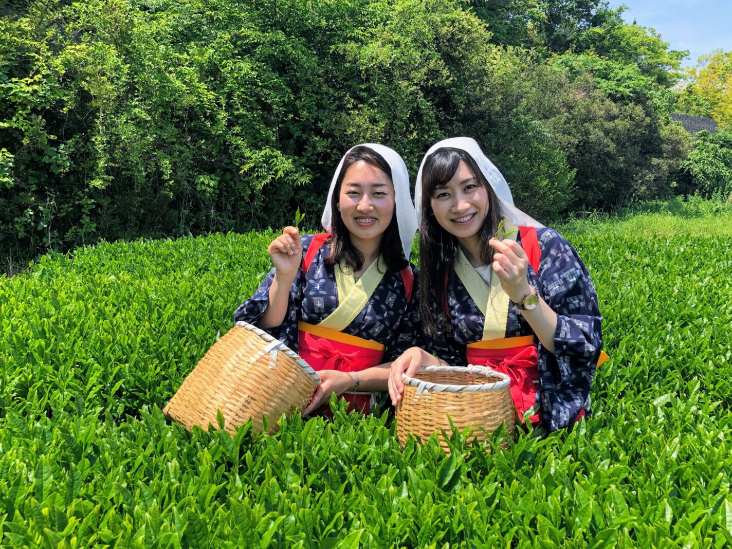 静岡県のお茶摘み体験スポット6選 - 静岡県観光公式ブログ