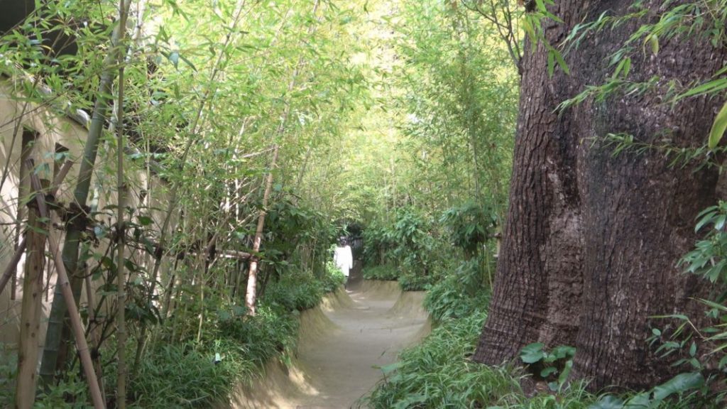 大楠と本殿を結ぶ緑輝く竹林のトンネル「楠への小路」