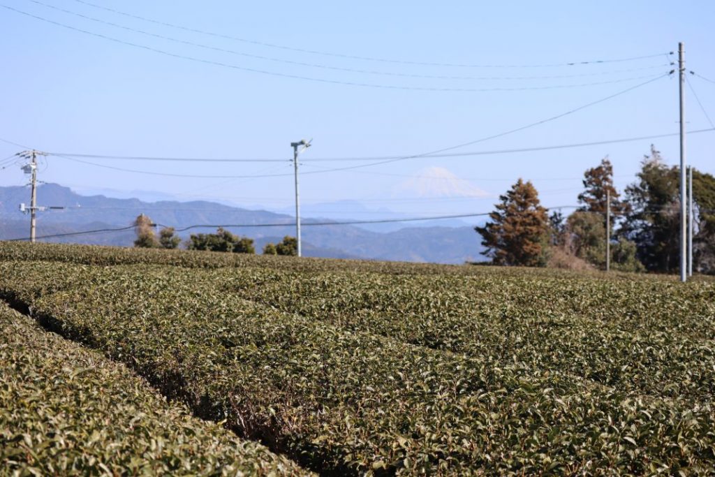 駐車場の側道から望む茶畑と富士山