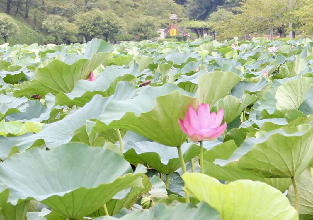 蓮華寺池公園