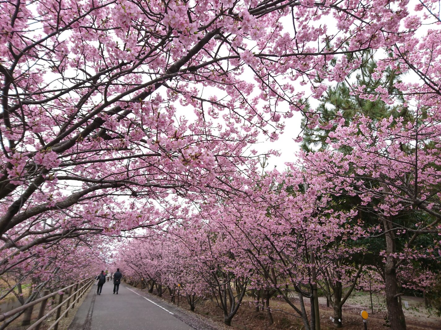 静岡 県 桜の 名所