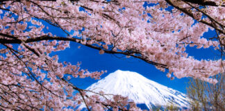 岩本山公園＿桜