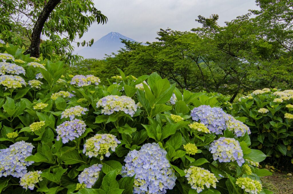 雨の日も映える 静岡県のあじさいの花おすすめスポット 静岡県観光公式ブログ