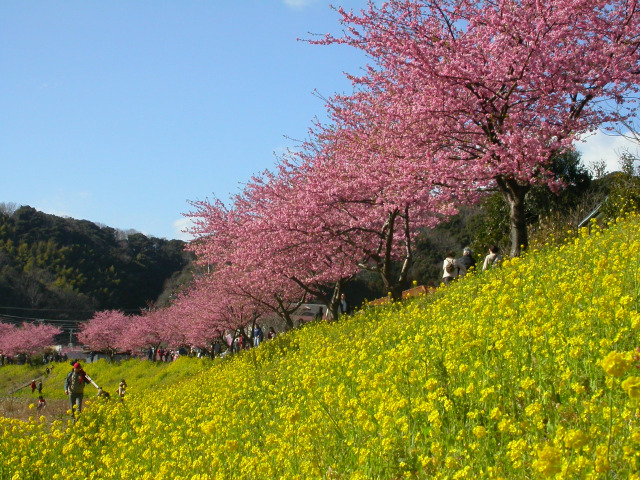 みなみの桜と菜の花_青野川沿い