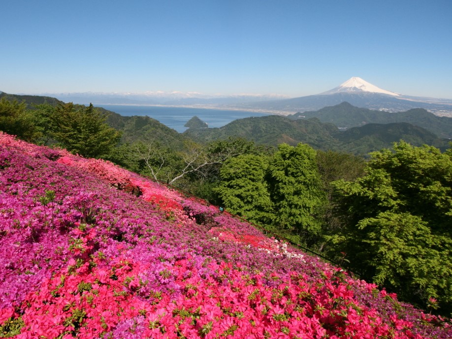 春本番 ４月からゴールデンウィークに見頃を迎える静岡県花の名所をご紹介 静岡県観光公式ブログ