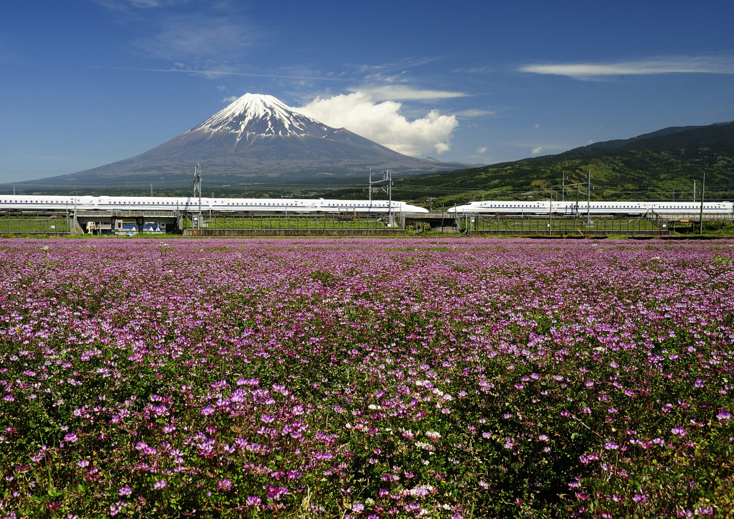 春本番！4月からゴールデンウィークに見頃を迎える静岡県花の名所をご紹介 - 静岡県観光公式ブログ