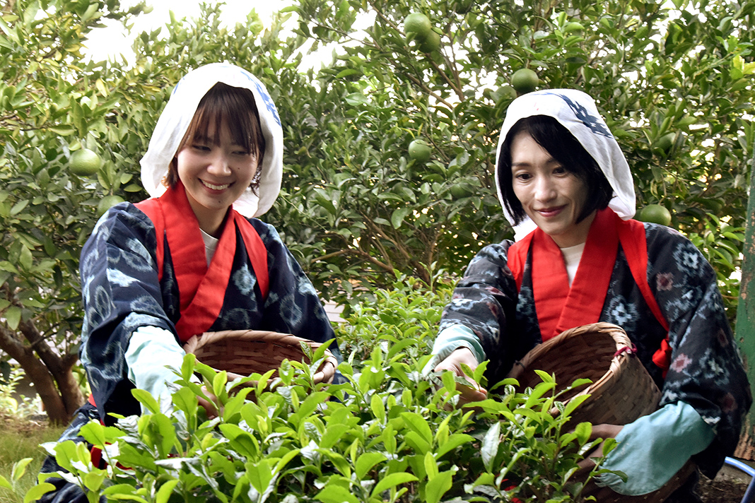 親指と人差し指の腹で新芽を1芽ずつつまみ、折り取るように摘んでいく