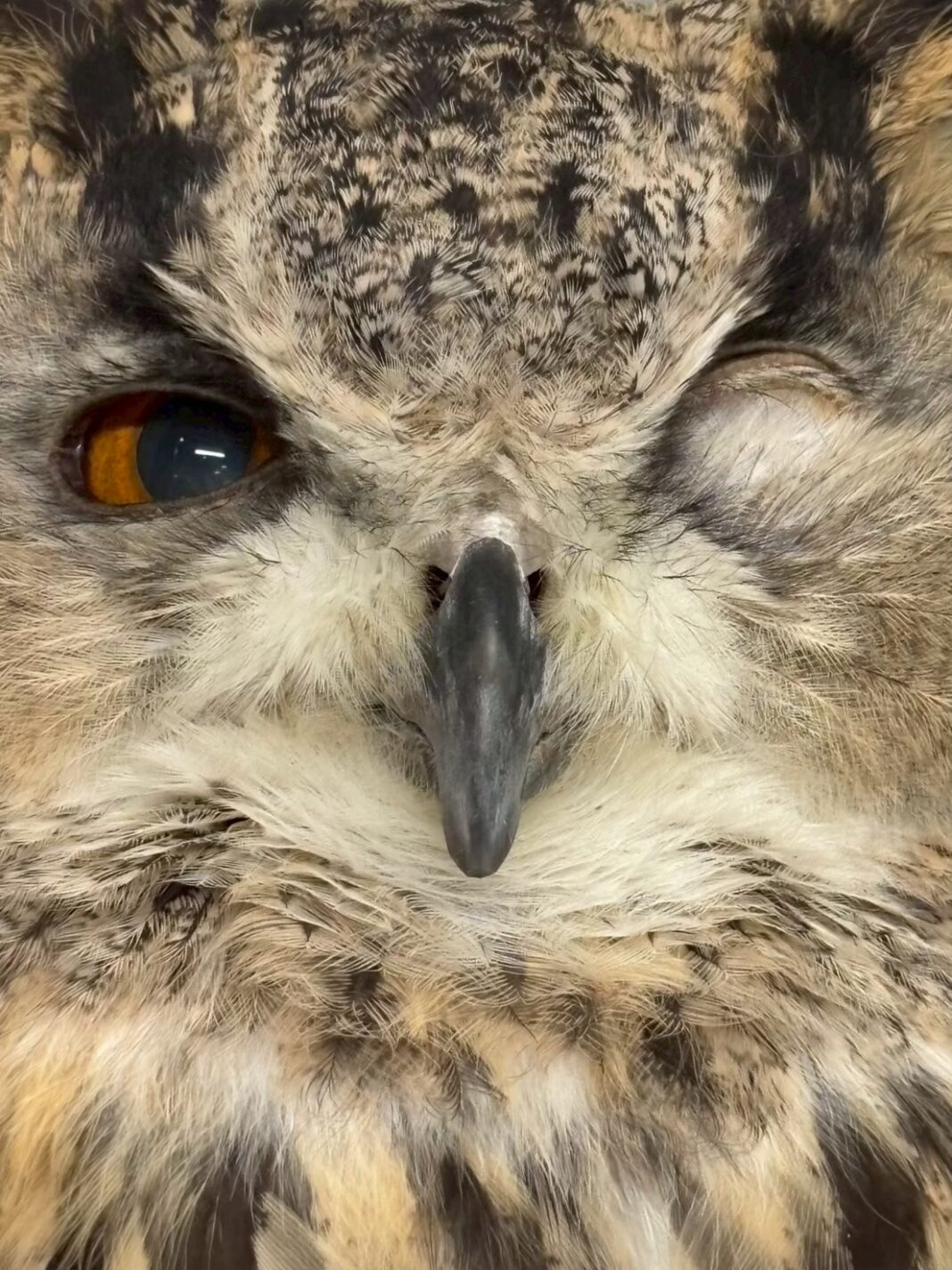 にっこりばっこり